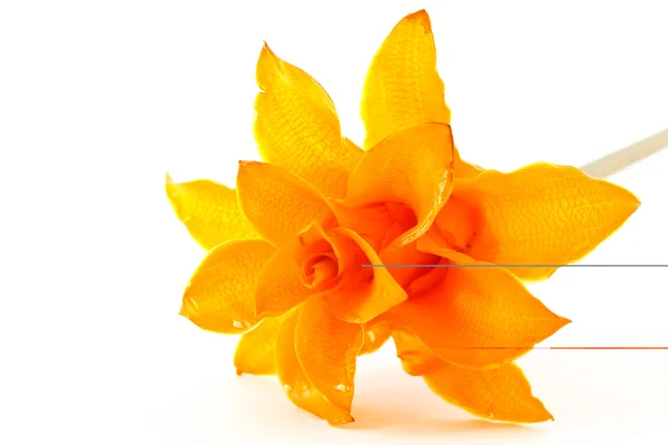 白い背景で隔離の近くにオレンジ色の花クズウコン属 — ストック写真