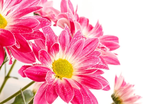 菊の花 — ストック写真