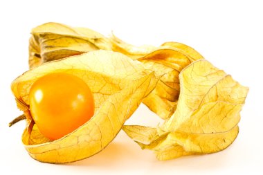 Physalis peruviana clipart