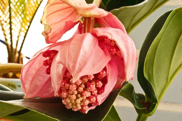 Medinilla