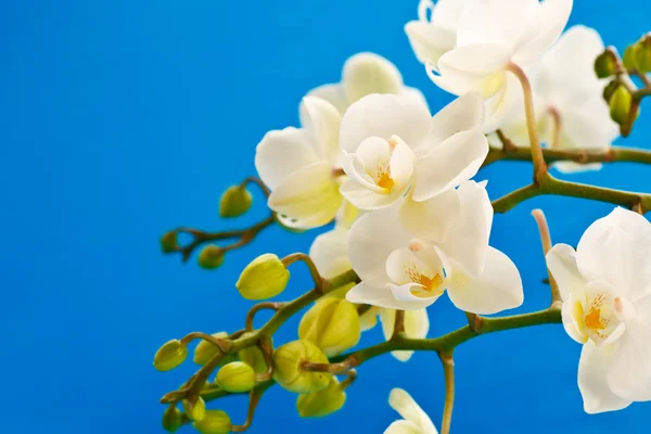 白色蝴蝶兰的花 — 图库照片