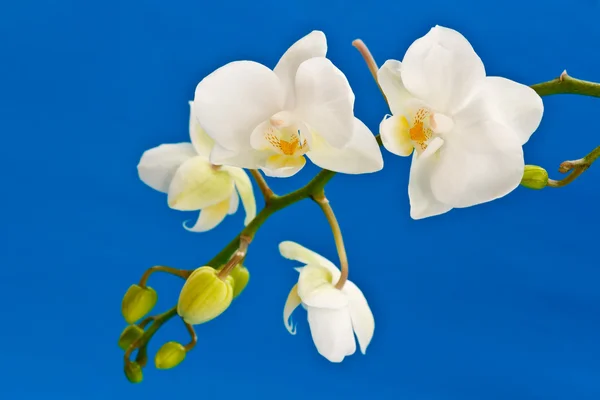 Virágok fehér phalaenopsis — Stock Fotó