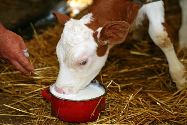 stock image Little calf