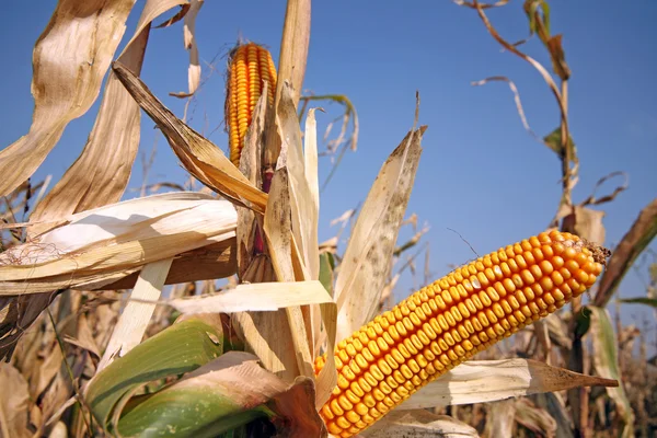 A mező kukorica — Stock Fotó