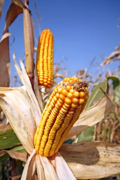 Corn at field — Stock Photo, Image