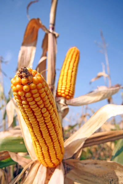 Кукурудза на родовищі — стокове фото