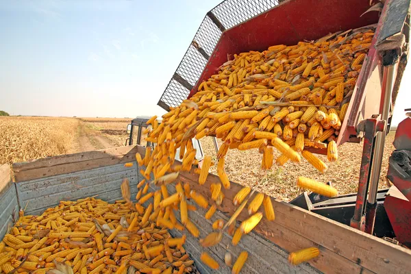 Сбор кукурузы — стоковое фото