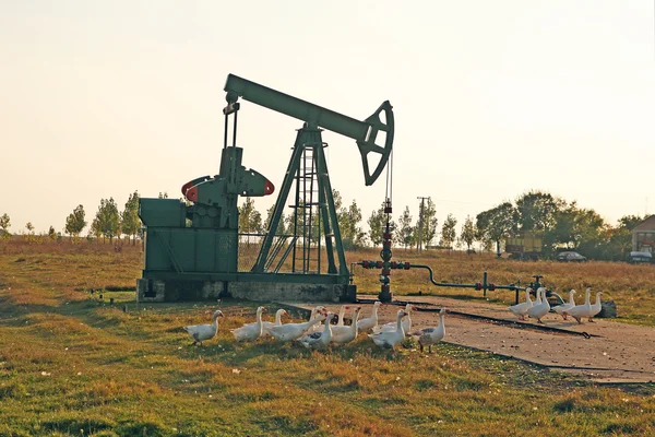 Нефтепромысел с гусями — стоковое фото