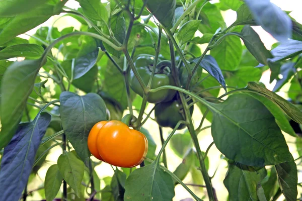 Tomato" pepper or bell pepper — Stock Photo, Image