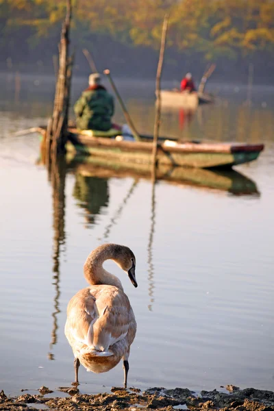 白鳥と漁師 — ストック写真