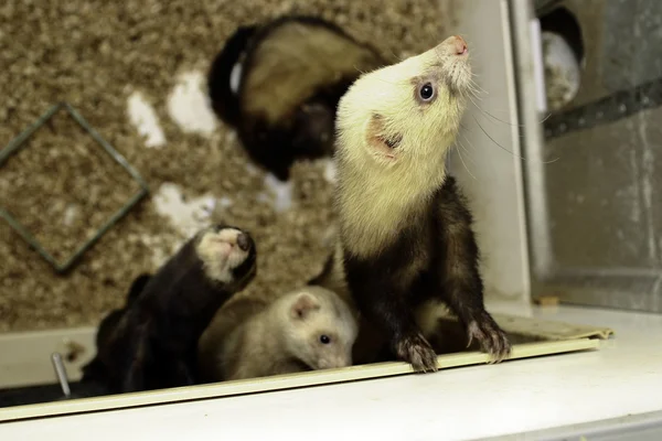 stock image Young ferrets