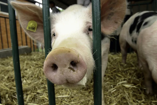 국내 돼지 — 스톡 사진