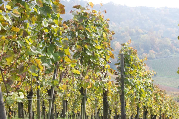Швабский виноградник — стоковое фото