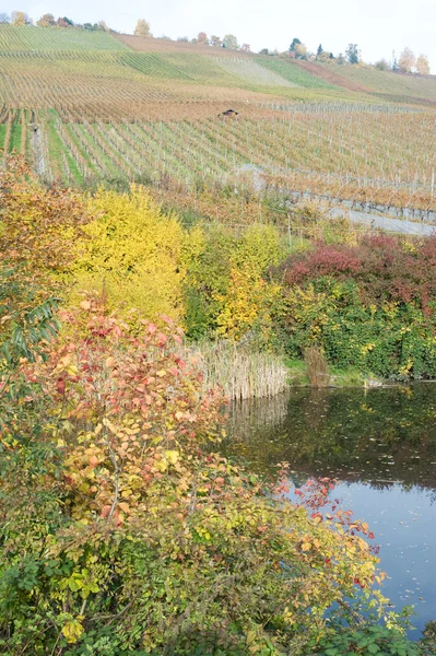 Damm i vingården — Stockfoto