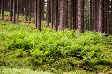 Fern under trees clipart