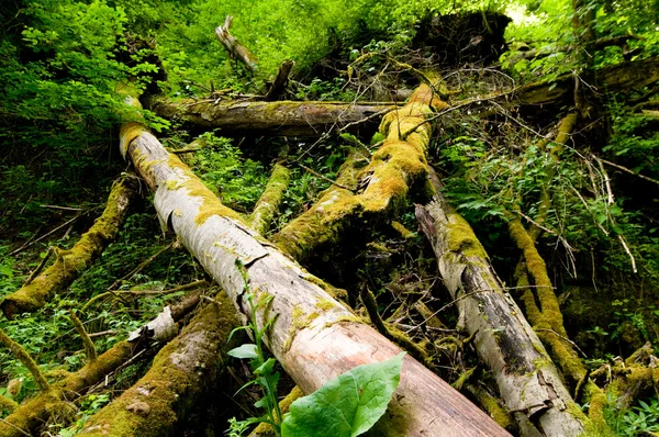 Tiltott erdő — Stock Fotó