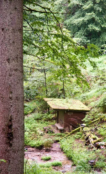 숲에서 오두막 — 스톡 사진