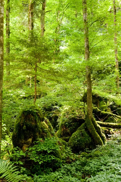 童话森林 — 图库照片