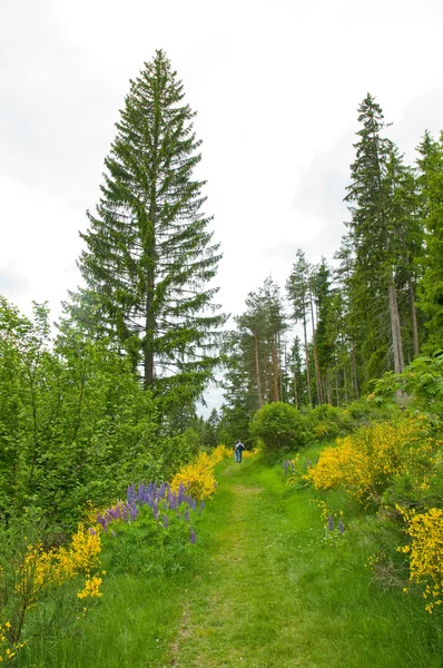 Broom and lupines — Stock Photo, Image