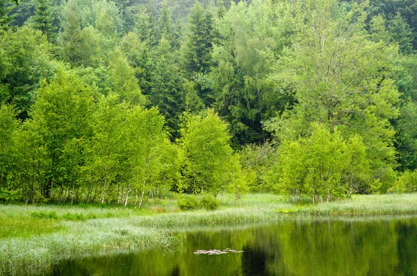 森の湖 — ストック写真