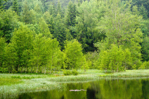 Rainy day in summer at the green and luscious forest lake