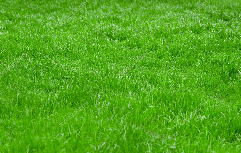 Green grass Stock Photo by ©Andrey_Kuzmin 5314178