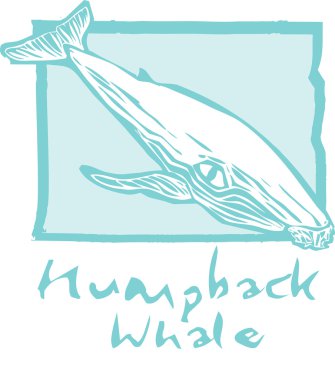 kambur balina mavi