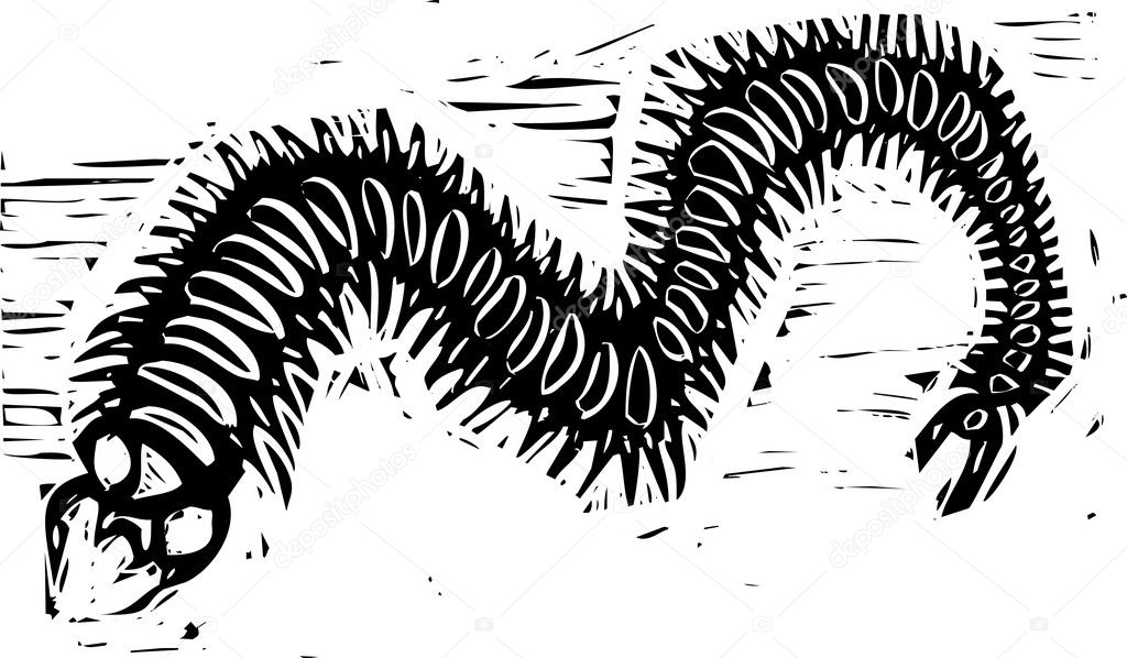 Centipede Stock Illustration by ©xochicalco #5024636