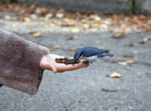 stock image Beautiful yellow tomtit eating from a hand