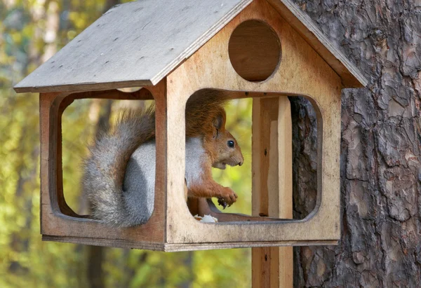 Cute small red squirrel eat nuts