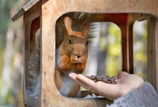 Söt liten ekorre äter nötter från hand — Stockfoto