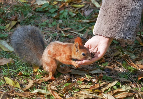 Söt liten ekorre äter nötter från hand — Stockfoto