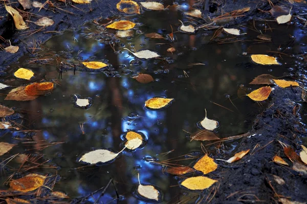 Couleurs d'automne. surface de l'eau — Photo