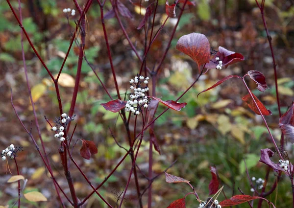 Herbstfarben. weiße Beeren — Stockfoto
