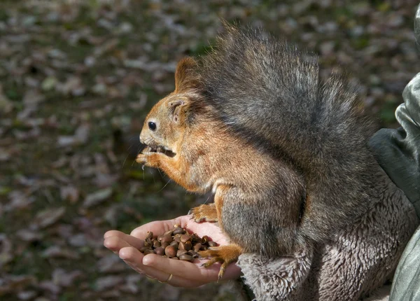 Linda ardilla roja pequeña comer nueces de la mano — Foto de Stock