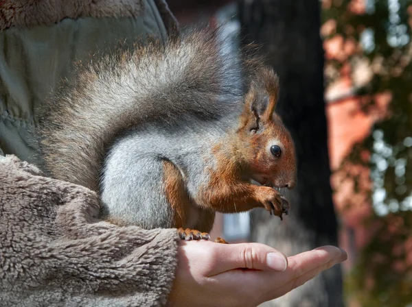 Mignon petit écureuil rouge manger des noix de la main — Photo