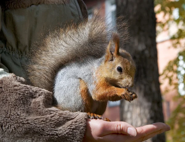 Niedliche kleine rote Eichhörnchen essen Nüsse aus der Hand — Stockfoto