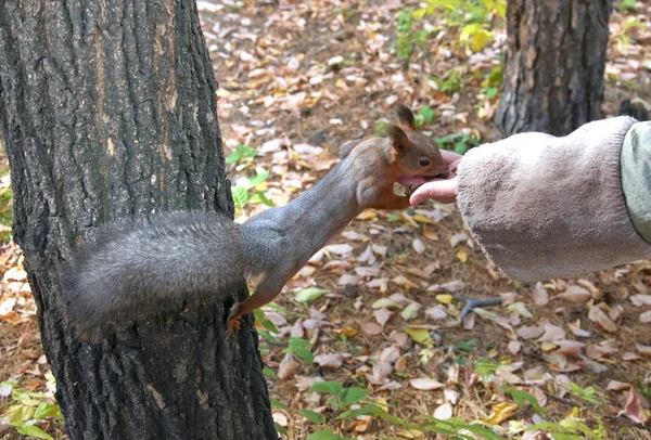 Carino piccolo scoiattolo rosso mangiare noci da mano — Foto Stock