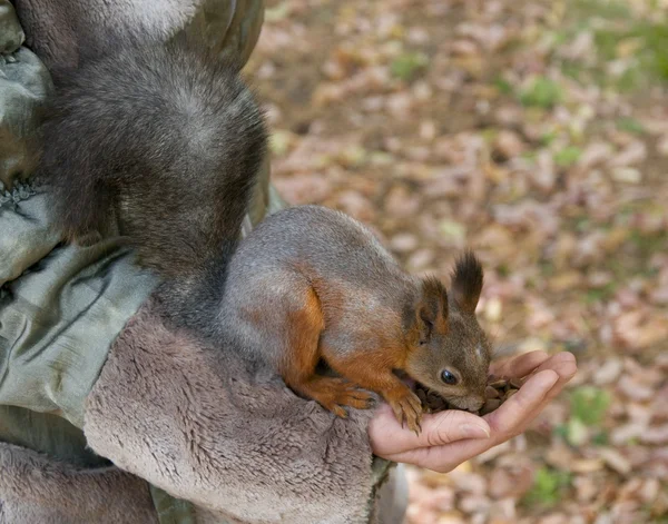 Niedliche kleine rote Eichhörnchen essen Nüsse aus der Hand — Stockfoto