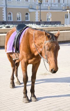 sevimli sevimli küçük pony Şehir Parkı