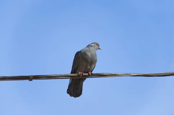 stock image Pigeon on the wire opposit blue sky