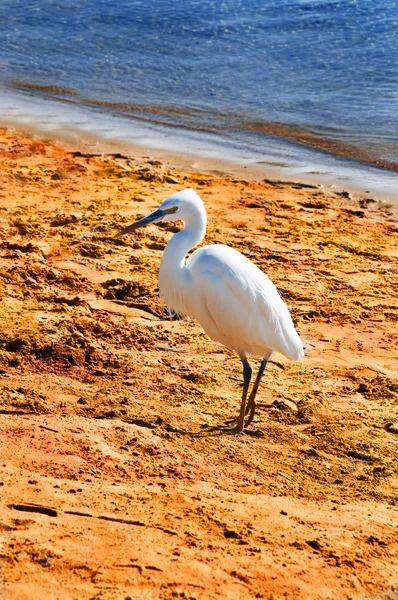 "χαριτωμένο μικρό λευκό ερωδιός στην άμμο παραλία, Αίγυπτος, Αφρική" — Φωτογραφία Αρχείου