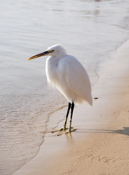 "sevimli küçük beyaz heron kum plaj, Mısır, Afrika" — Stok fotoğraf