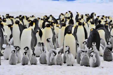 Emperor Penguin clipart