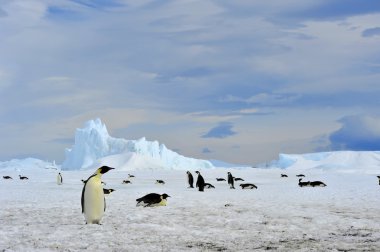 İmparator Penguen