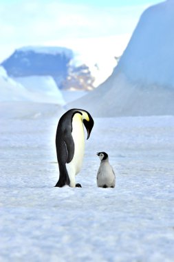 İmparator Penguen