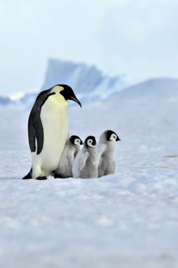 İmparator Penguen