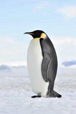 Emperor Penguin clipart