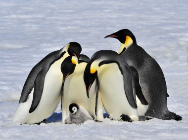 Emperor Penguin clipart