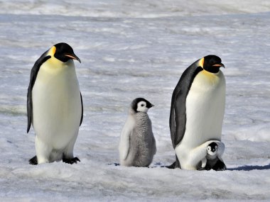 Emperor Penguin clipart